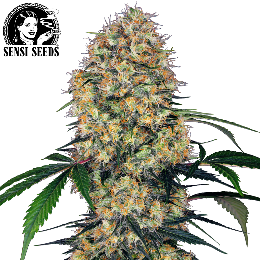 Zip Hoodie, Sensi Seeds®, Grau, Promo 1